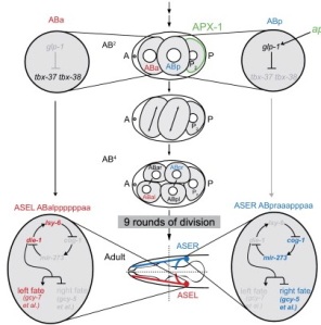 A schematic representation of the features of asymmetric ASE specification. Note the original asymmetry in the lineages is determined at the 4 cell stage, tbx-37/38 expression in the great-granddaughters of ABa, and lsy-6 in the loop in ASEL.