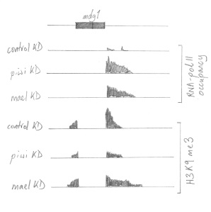 Approximate sketch of the patterns of RNA pol II occupancy (ie Transcription), and H3K9me3 at the mdg1 locus after piwi or mael knockdown and normally in control. 